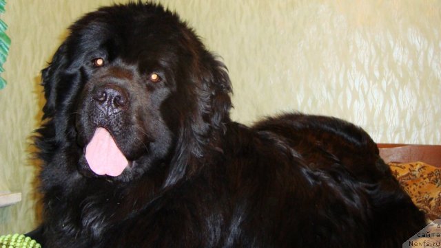 Фото: ньюфаундленд Пассия Короля из Медвежьего Яра (Passia Korolya iz Medvejyego Yara)