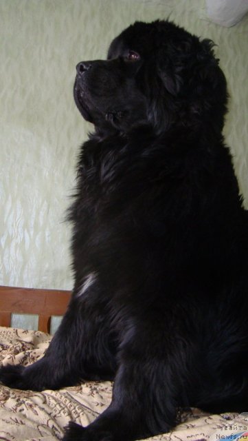 Фото: ньюфаундленд Пассия Короля из Медвежьего Яра (Passia Korolya iz Medvejyego Yara)