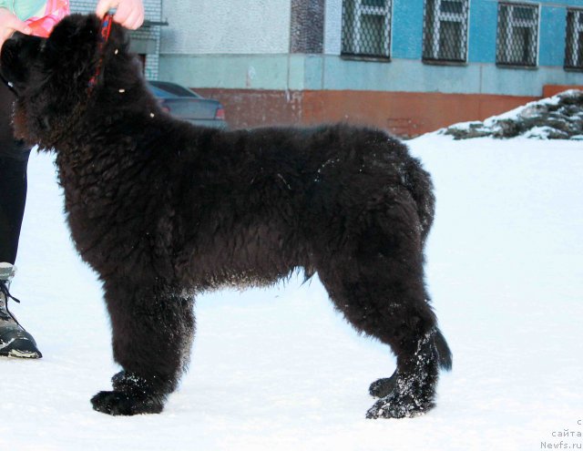 Фото: ньюфаундленд Бэлла Мосс Аристократ