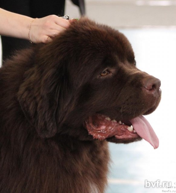 Фото: ньюфаундленд Акватория Келвин Райз Афтэ Ми (Aquatoriya Kelvin Rise After Me)