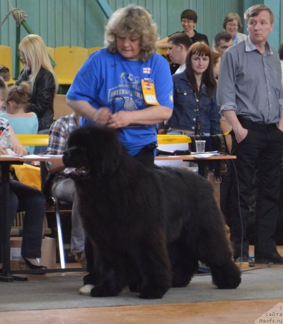 Фото: ньюфаундленд С'Нежная Вьюга Армандо Паруссо (S'Nezhnaya Vjuga Armando Parusso), Ирина Панюшкина