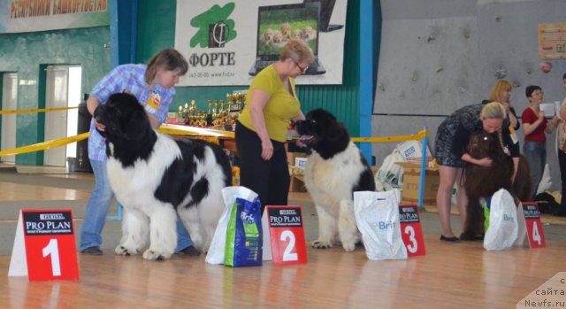 Фотография № 93227