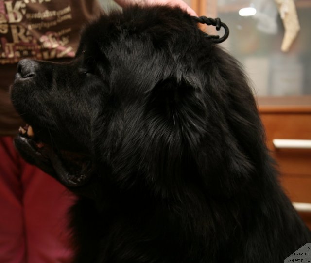 Фото: ньюфаундленд Gimenej Golden Star