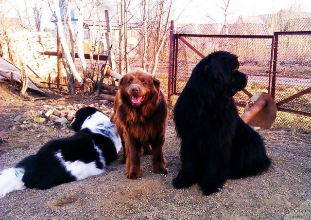 Фото: ньюфаундленд Их Высочество Владлена Маджикс, ньюфаундленд Супер Бизон Екатеринбург (Super Bizon Ekaterinburg), Дан