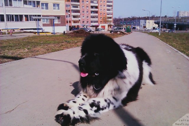 Фото: ньюфаундленд Супер Бизон Екатеринбург (Super Bizon Ekaterinburg)