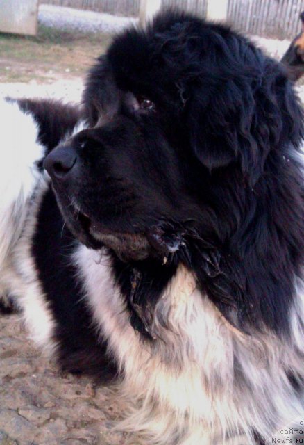 Фото: ньюфаундленд Супер Бизон Екатеринбург (Super Bizon Ekaterinburg)