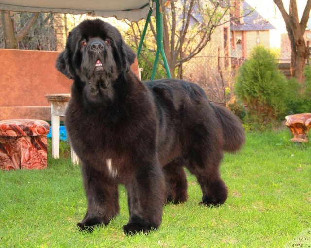 Фото: ньюфаундленд Бегущая по Волнам Хаста ла Виста (Beguschaya po Volnam Hasta la Vista)