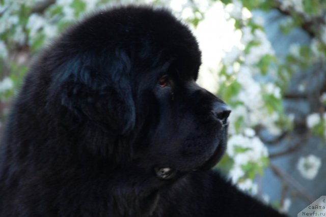 Фото: ньюфаундленд Бегущая по Волнам Хаста ла Виста (Beguschaya po Volnam Hasta la Vista)