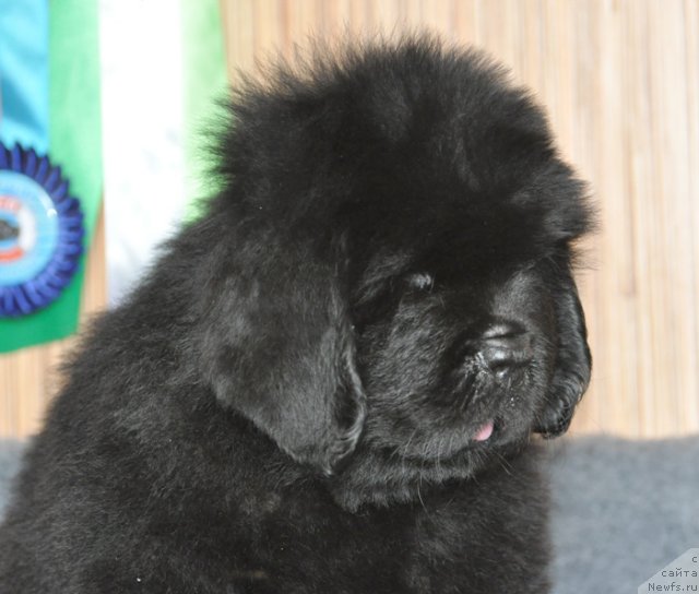 Фото: Бегущая по волнам ФАИР ПЛЭЙ