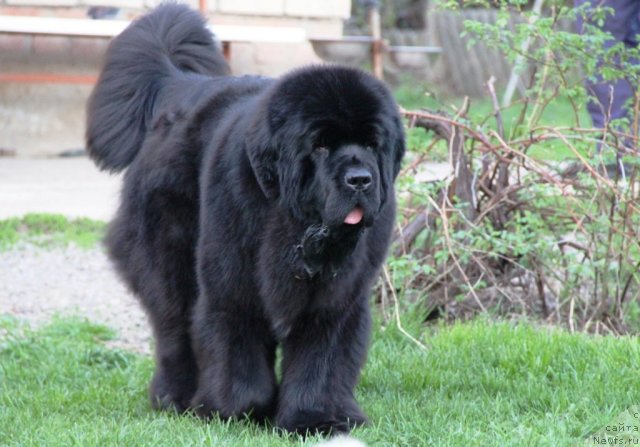 Фото: ньюфаундленд Бегущая по Волнам Хаста ла Виста (Beguschaya po Volnam Hasta la Vista)