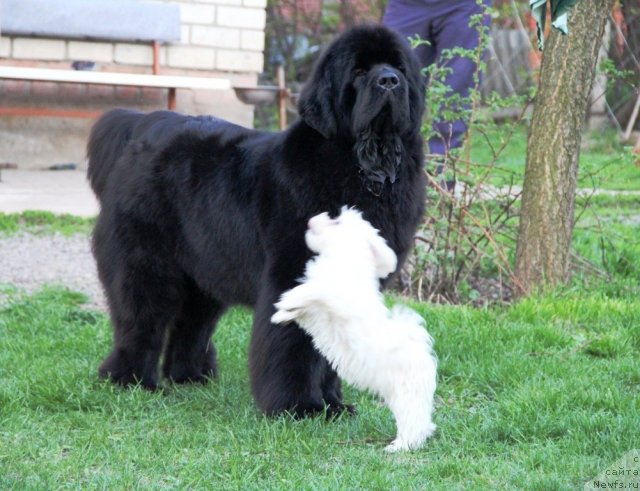 Фотография № 93273