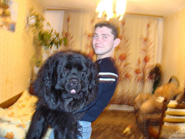 Фото: ньюфаундленд Челенджер