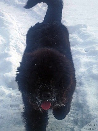 Фото: ньюфаундленд Питерньюф Нотхинг Персонал