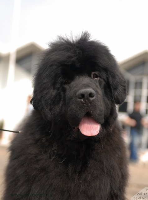 Фотография № 93288