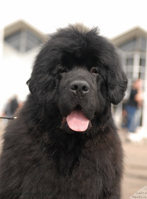 Фотография № 93289