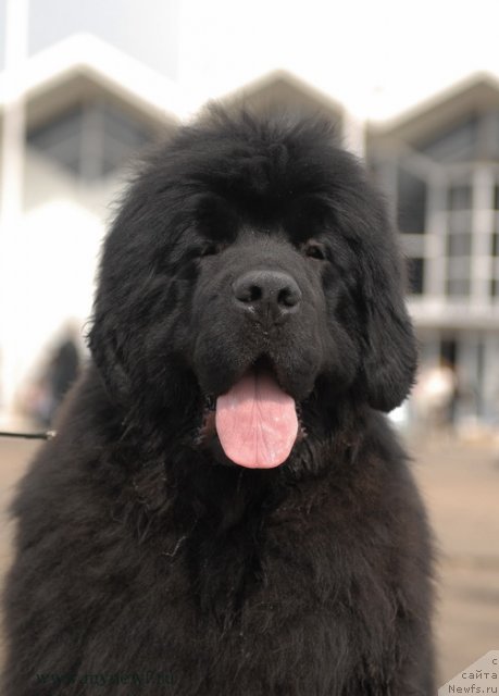 Фотография № 93291