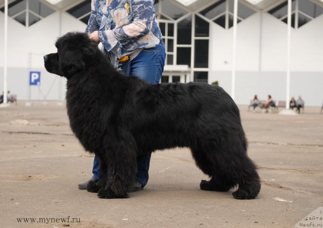 Фото: ньюфаундленд Сент Джонс Хаммер (Sent Djons Hummer)
