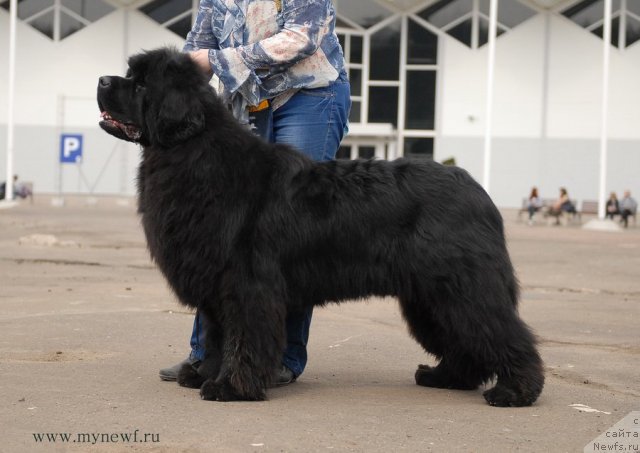 Фотография № 93299