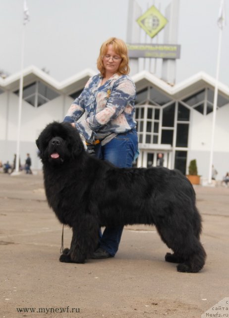 Фото: ньюфаундленд Сент Джонс Хаммер (Sent Djons Hummer)