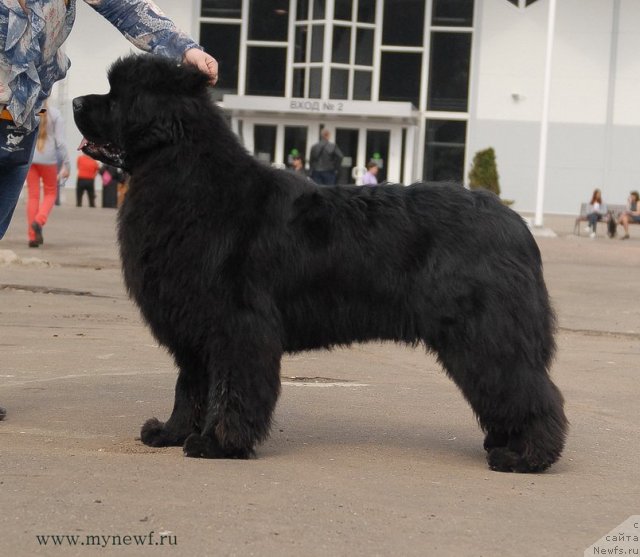 Фото: ньюфаундленд Сент Джонс Хаммер (Sent Djons Hummer)