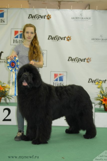 Фото: ньюфаундленд Сент Джонс Хаммер (Sent Djons Hummer)