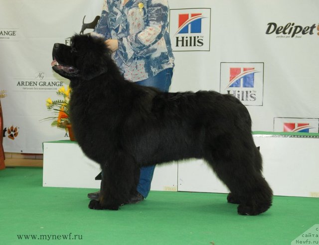 Фото: ньюфаундленд Сент Джонс Хаммер (Sent Djons Hummer)