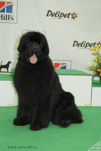 Фото: ньюфаундленд Сент Джонс Хаммер (Sent Djons Hummer)