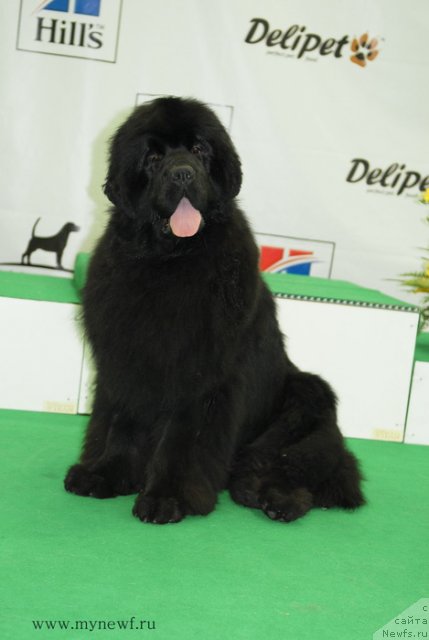 Фотография № 93310