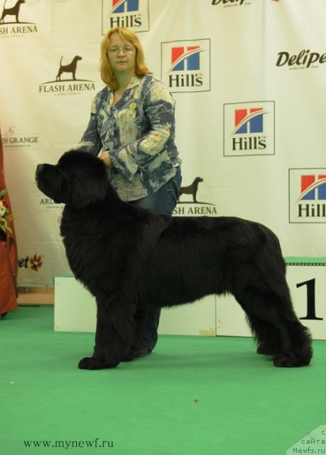 Фото: ньюфаундленд Сент Джонс Форрест Гамп (Sent Djons Forrest Gump)