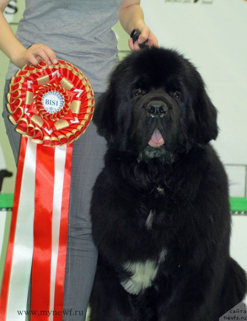 Фотография № 93315