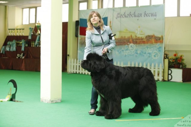 Фото: ньюфаундленд Black Clouds Criminal Minds at Stealbears