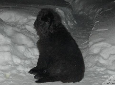 Фото: ньюфаундленд Сент Джонс Орфей