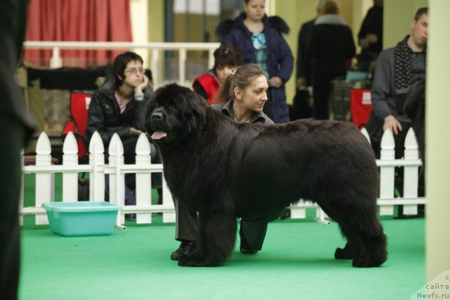 Фото: ньюфаундленд Rain Coast You Too