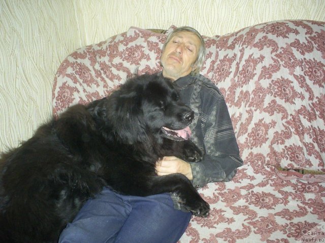 Фото: ньюфаундленд Тина Чезарина