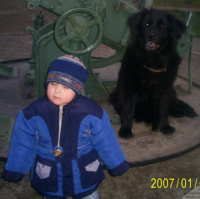 Фото: ньюфаундленд Тина Чезарина