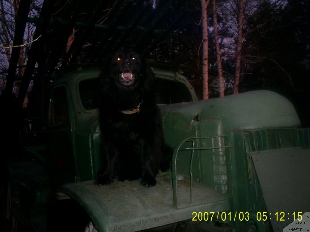 Фото: ньюфаундленд Тина Чезарина