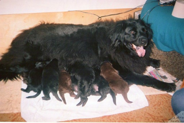 Фото: ньюфаундленд Тина Чезарина