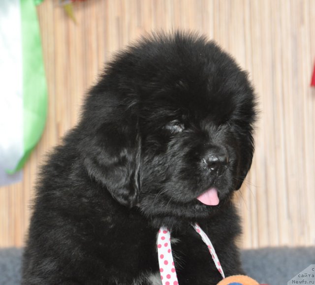 Фото: Бегущая по волнам ФАЙЕРБОЛЛ