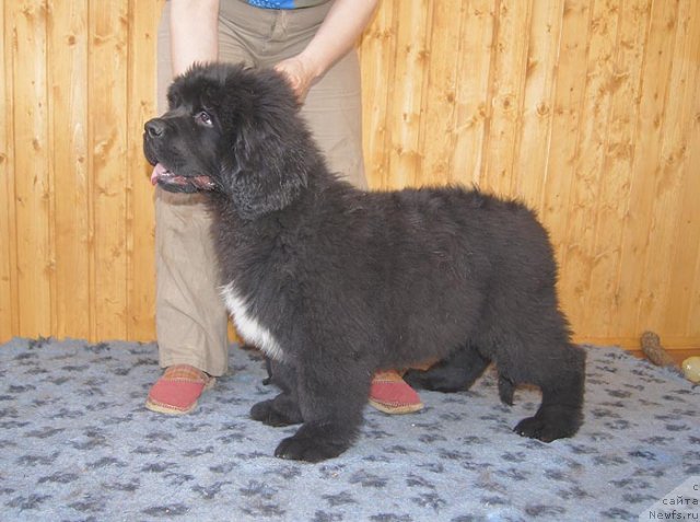 Фото: ньюфаундленд Супер Бизон Заккари