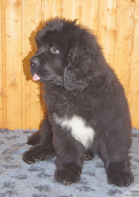 Фотография № 93372