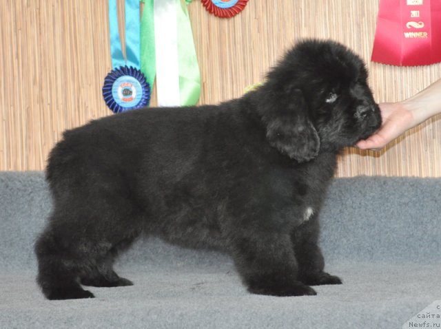 Фото: Бегущая по волнам ФЛЕРДОРАНЖ