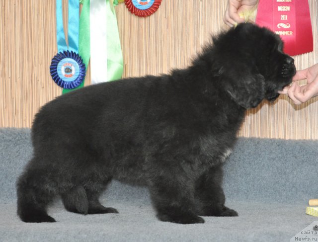 Фото: Бегущая по волнам ФЛЕРДОРАНЖ