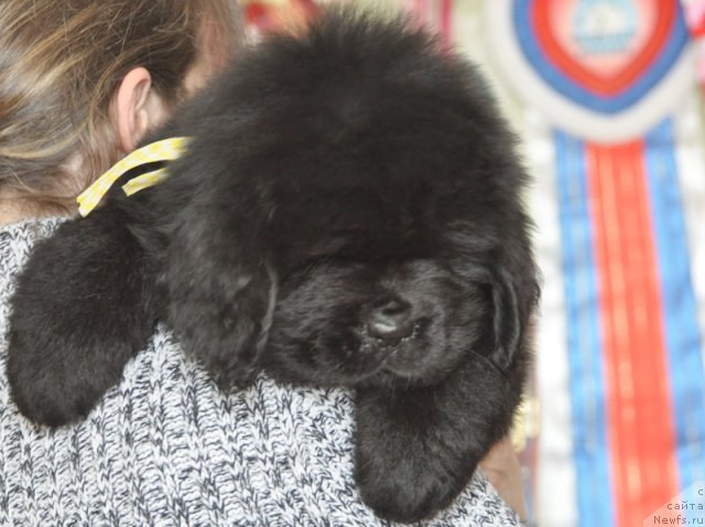 Фото: Бегущая по волнам ФЛЕРДОРАНЖ