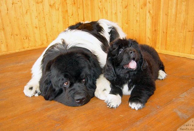 Фотография № 93379