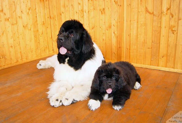 Фотография № 93381