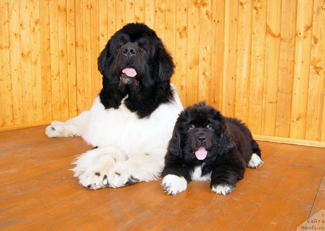 Фотография № 93384