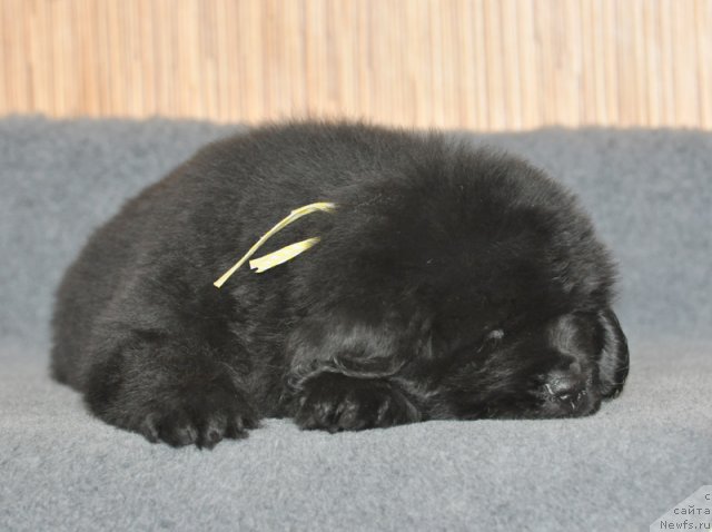 Фото: Бегущая по волнам ФЛЕРДОРАНЖ