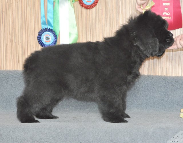 Фото: Бегущая по волнам ФЛЕРДОРАНЖ