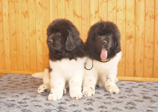 Фото: ньюфаундленд Супер Бизон Зербино, ньюфаундленд Супер Бизон Златогор