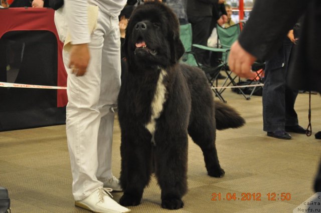 Фото: ньюфаундленд Love Me Tender Midnight Bear